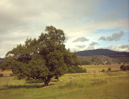 IMAGE0442
