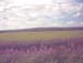 IMAGE0507