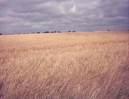 IMAGE0196